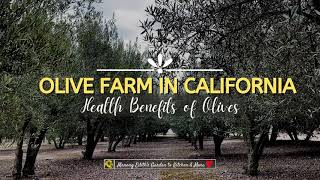 Olive Farm in California Health Benefits of Olives amp Olive Oil Things to Do in California [upl. by Anairb]