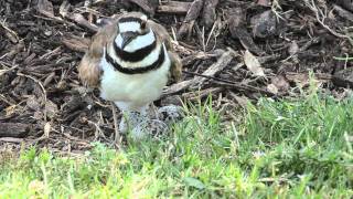 Killdeer pair protecting their nest [upl. by Adnolaj]