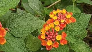 Lantana Camara [upl. by Rohpotsirhc]