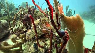 Reef Dives in Bayahibe Dominican Republic [upl. by Drofiar159]