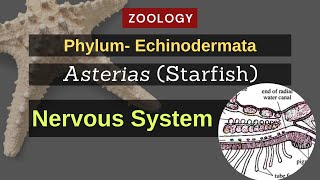 Echinodermata  Asterias Starfish  Nervous System  Zoology [upl. by Nofpets899]