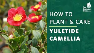 Yuletide Camellia  How to Plant and Care [upl. by Arteid839]