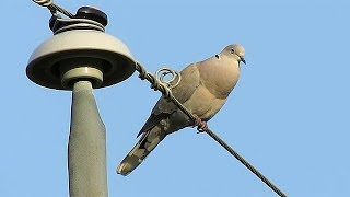 Eurasian Collared Dove Call [upl. by Troyes716]