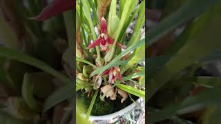 Bunga Aroma Biskuit kelapa  Maxillaria tenuifolia speciesorchids fragrantflowers [upl. by Solis401]