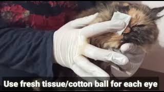 HOME REMEDY FOR CATS EYE INFECTION [upl. by Ikiv872]