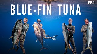 California Spearfishing  WALLS of Bluefin Tuna [upl. by Garrity]