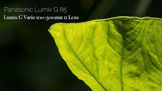 Panasonic Lumix G Vario 100300mm f456 II POWER OIS Lens on Panasonic Lumix G85 [upl. by Hatti]