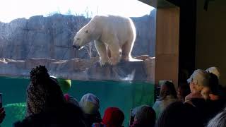 Brookfield Zoo polar bear splash [upl. by Eiramaneet735]