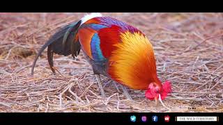 Red Jungle Fowl I Dudhwa National Park [upl. by Ynnavoj]