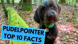 Pudelpointer  TOP 10 Interesting Facts [upl. by Lash636]