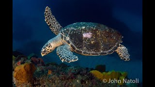 Hawksbill Turtle  Eretmochelys imbricata [upl. by Nnawaj]