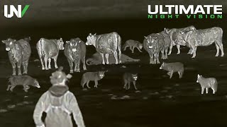 Farmer Uses Thermal to Protect Cattle from Predators  65 Coyotes Down [upl. by Monro]