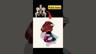 Pelvis Bone part shortsvideo anatomy pubis viral [upl. by Lucy]