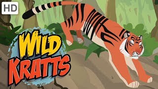 Wild Kratts  Explore India  Kids Videos [upl. by Sid]