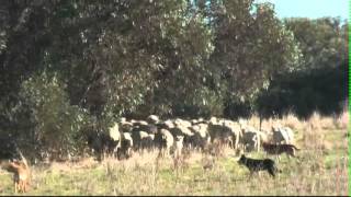 Droving with Kelpies working cattlecows with calves and eweslambs plus weaned lambs [upl. by Wrennie]