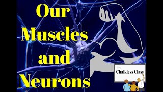 MUSCLES AND NEURONS [upl. by Ahsiloc]