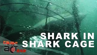 Great White Shark Cage Diving Gone Wrong  Caught in the Act RAW [upl. by Missi87]