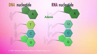 Nucleic Acids [upl. by Anyale80]