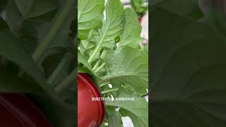 非洲菊上的白粉虱AleyrodidaeWhitefly garden plants ipm [upl. by Schwejda]