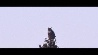 Berguv  Eagle Owl [upl. by Onez]