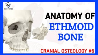 Ethmoid Bone Anatomy  Cranial Osteology 6 [upl. by Oiziruam]