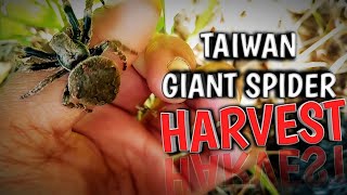 HARVEST  GAGAMBANG GIANT SA TAIWAN [upl. by Ymeon671]