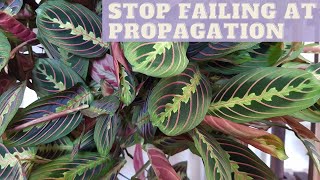 MARANTA Prayer Plant Care  PROPAGATION  Propagate Maranta Leuconeura [upl. by Vasilek]