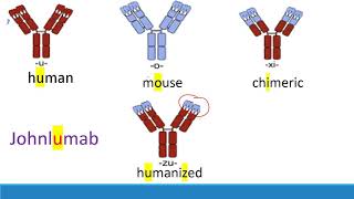 USMLE Step 1 How to memorize monoclonal antibodies [upl. by Pears798]