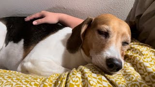 Calming My Anxious Beagle in the Basement During 4th of July Fireworks [upl. by Ahseram]