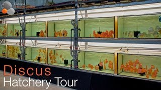 Small Tour through our Discus Hatchery [upl. by Woermer]