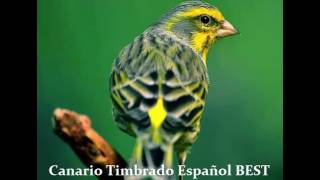 Canario Timbrado Español BEST TRAINING VOICE vol2 [upl. by Aneeroc]