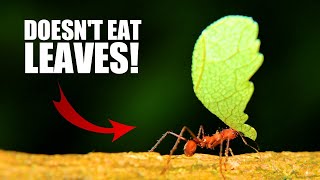 Leaf Cutter Ant Facts the Worlds FIRST FARMERS 🐜 Animal Fact Files [upl. by Lux]