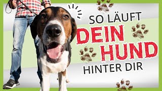 HUNDEERZIEHUNG ▶︎ So läuft dein Hund HINTER dir [upl. by Jaan]