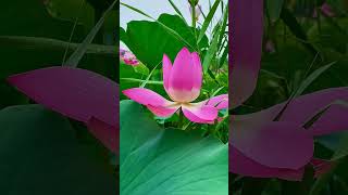 Meditation music shortvideo flowers nature shorts [upl. by Cirde971]