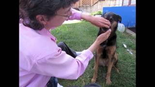 Teeth Brushing Teaching a Dog to Be Comfortable amp Calm [upl. by Gordon500]