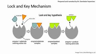 Chapter 31 Introduction to Enzymes [upl. by Mathis]