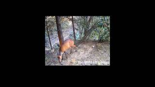 Trail 1  15 1124  Beautiful Barking Deer [upl. by Hattie]