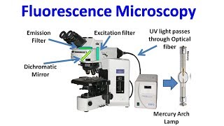 Fluorescence Microscopy [upl. by Cirderf]