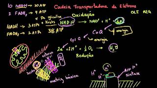 Fosforilação oxidativa e quimiosmose [upl. by Loella]