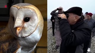 Middle East Scientists Work to Save Barn Owls Habitat [upl. by Chavaree]