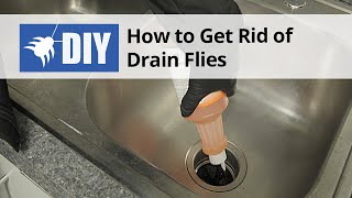 How to Get Rid of Drain Flies  Drain Fly Kit with Drain Gel  DoMyOwncom [upl. by Pineda]