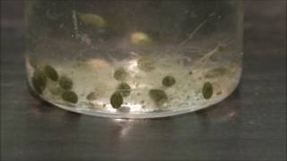 Ostracods swimming [upl. by Aztiray]