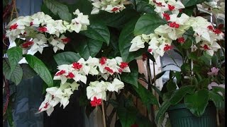 Clerodendrum thomsoniae [upl. by Nylecoj]