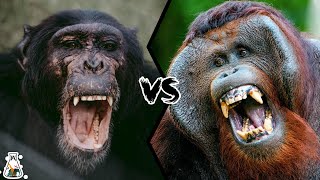 CHIMPANZEE VS ORANGUTAN  Who Would Win a Fight [upl. by Telrahc71]