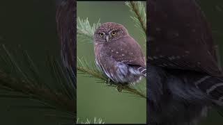 The Northern PygmyOwl [upl. by Meeharb]