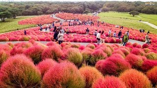 Top 10 Most Beautiful Flower Gardens in Japan [upl. by Veriee603]