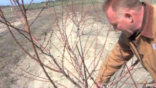 How to Cut a Tree Branch Properly [upl. by Mont]