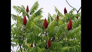 Sumac What is it Whats it good for [upl. by Nonnarb193]