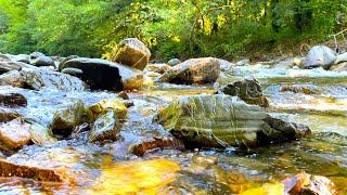 Gentle Sound Of A Mountain River Without Birds 12 Hours for Sleep Study and Relaxation [upl. by Lavern]