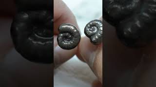 Copper Electroformed Ammonite Stud Earrings copperjewelry diy handmade [upl. by Jet649]